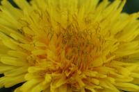 Taraxacum officinale