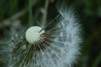 Taraxacum officinale