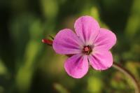 Geranium robertianum