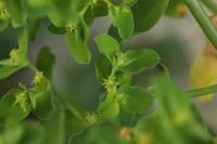 Euphorbia peplus