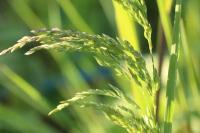 Poa pratensis