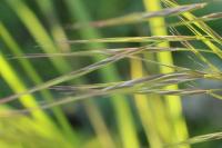 Anisantha sterilis