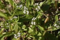 Valerianella locusta