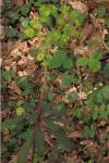 Euphorbia amygdaloides