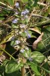 Ajuga reptans