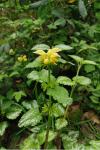Lamium galeobdolon