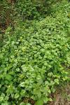 Lamium galeobdolon