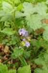 Glechoma hederacea