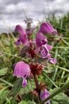 Lamium maculatum