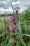 Lamium maculatum