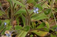 Myosotis ramosissima