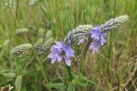 Veronica bastardii