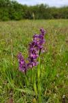 Anacamptis morio