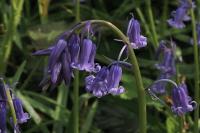 Hyacinthoides non-scripta
