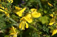 Cytisus scoparius