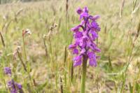 Anacamptis morio