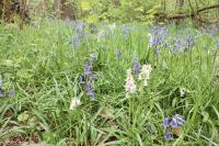 Hyacinthoides non-scripta