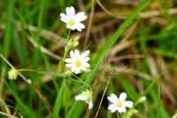 Rabelera holostea