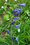 Hyacinthoides non-scripta