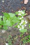 Alliaria petiolata