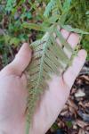 Polypodium vulgare