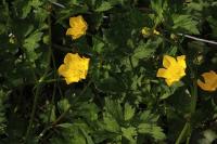 Ranunculus acris