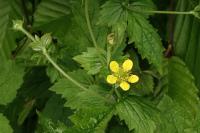 Geum urbanum