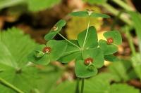 Euphorbia dulcis
