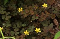 Oxalis corniculata