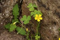 Oxalis stricta