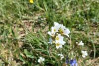 Saxifraga granulata