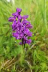 Anacamptis morio