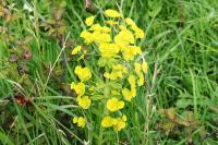 Euphorbia amygdaloides