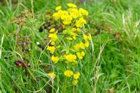 Euphorbia amygdaloides