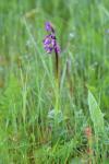Anacamptis morio