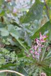 Fumaria officinalis