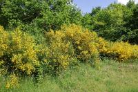Cytisus scoparius