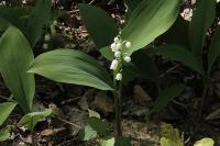 Convallaria majalis