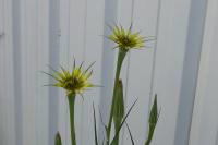 Tragopogon dubius