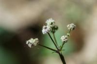Sanicula europaea