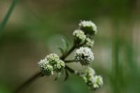 Sanicula europaea