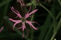 Lychnis flos-cuculi