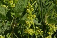 Cruciata laevipes