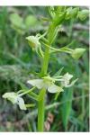 Platanthera chlorantha