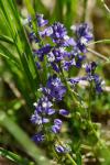 Polygala calcarea