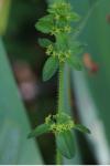 Cruciata laevipes