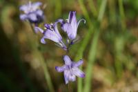 Hyacinthoides non-scripta