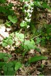 Platanthera bifolia