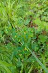 Euphorbia dulcis