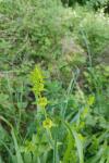 Cruciata laevipes
